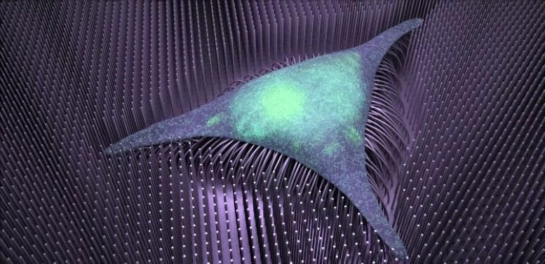 Nanotechnology Advances Regenerative Medicine: Bone Formation Comes Down to the&nbsp;Nanowire